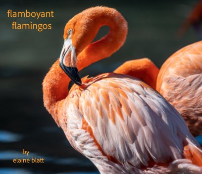 flamboyant flamingos book cover
