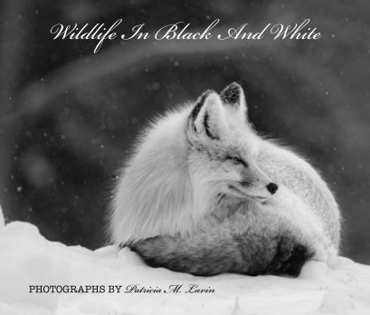 Wildlife In Black And White book cover