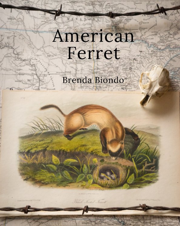 american ferret nach Brenda Biondo anzeigen