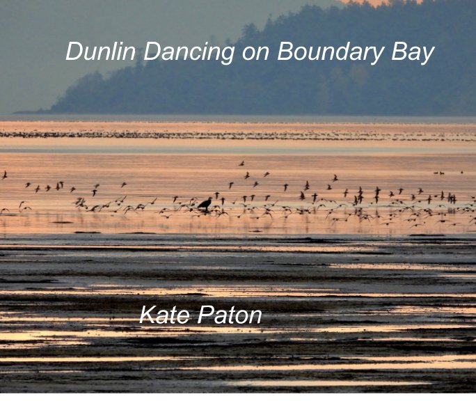 View Dunlin Dancing on Boundary Bay by Kate Paton