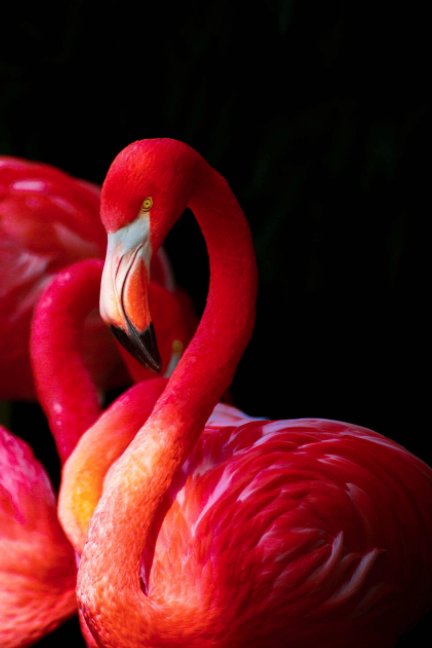 Ver Flamingo JW Gratitude Journal - 3 months por More Important Things