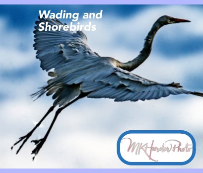 Wading and Shore Birds book cover