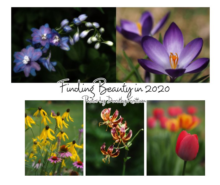 View Finding beauty in 2020 by Dorothy Kvittum