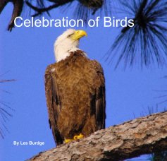 Celebration of Birds book cover