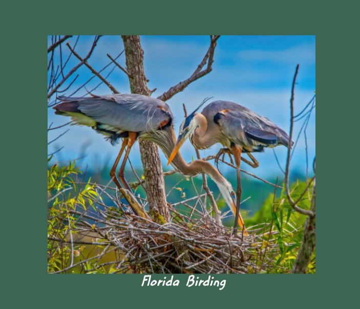 View Florida  Birding 2020-2021 by Faye  Sheffield