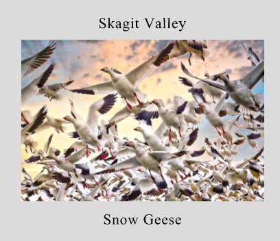 Skagit Valley Snow Geese book cover