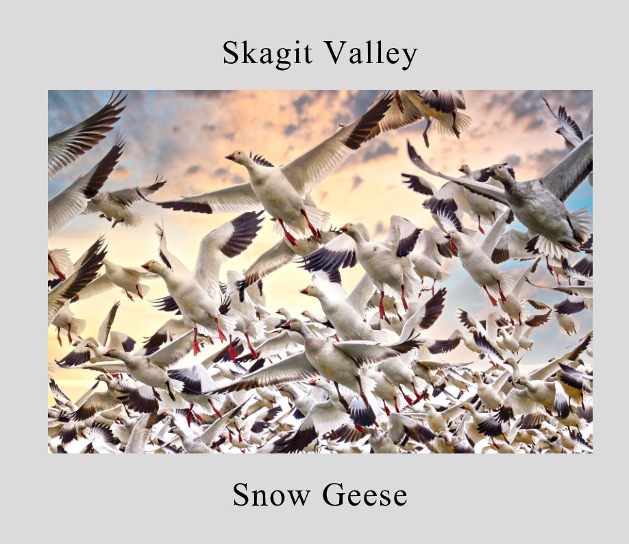 Ver Skagit Valley Snow Geese por Photography By Hugh Cronin