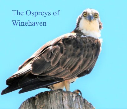 The Ospreys of Winehaven book cover