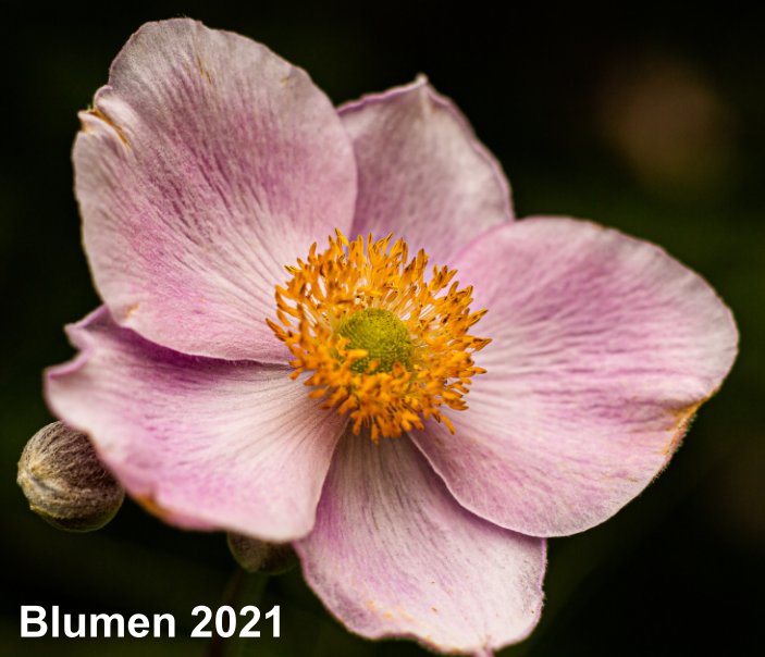 View Blumen 2021 by Berger Hansjörg
