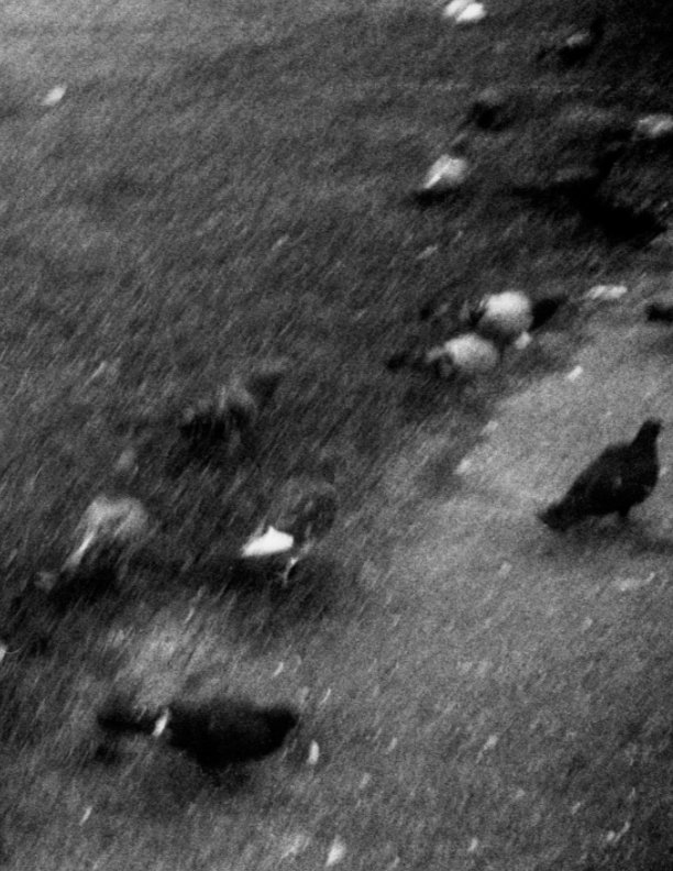 View Revenants by Peter Beck