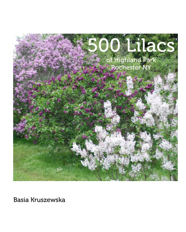 Visualizza 500 Lilacs di Basia Kruszewska