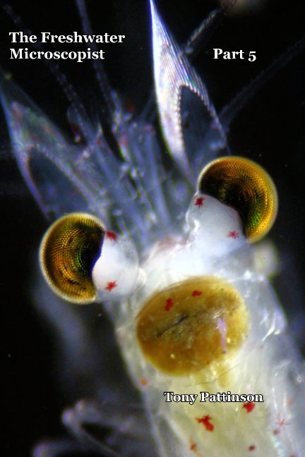 View The Freshwater Microscopist Part 5 by Tony Pattinson