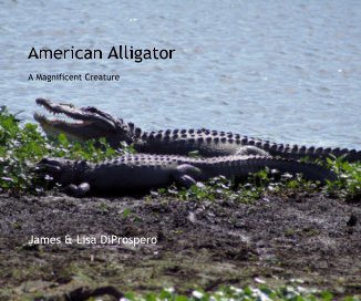 American Alligator book cover