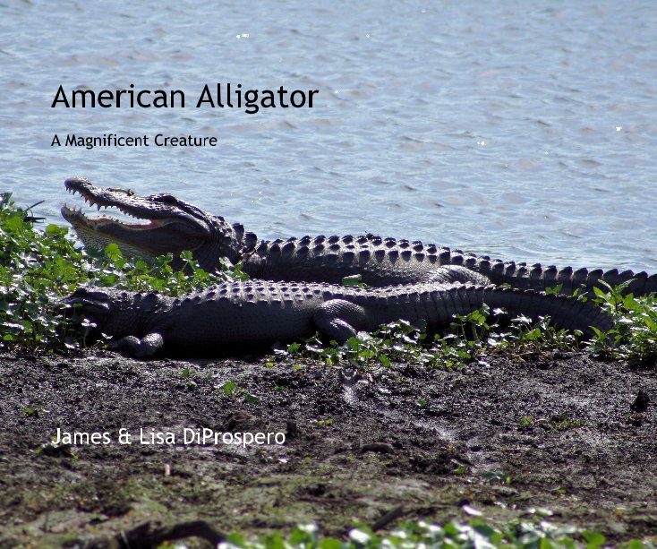 View American Alligator by James & Lisa DiProspero