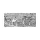 Deer Animal Wildlife book cover