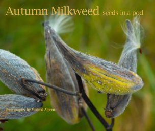 Autumn Milkweed book cover