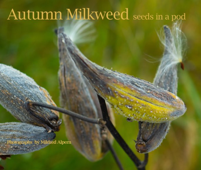 Bekijk Autumn Milkweed op Mildred Alpern