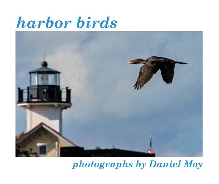 Ver harbor birds por photographs by Daniel Moy