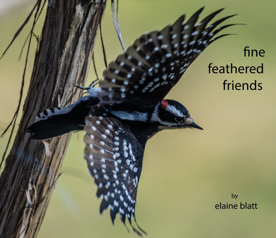 Ver fine feathered friends por elaine blatt
