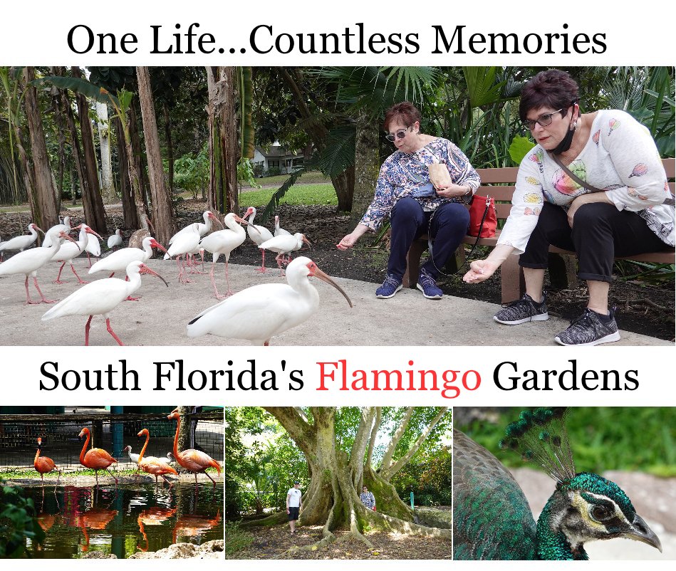View South Florida's Flamingo Gardens by Chris Shaffer
