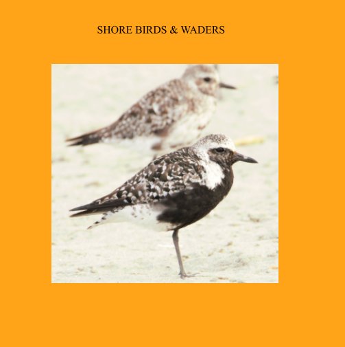 View Shore Birds and Waders by Stephen D Bull