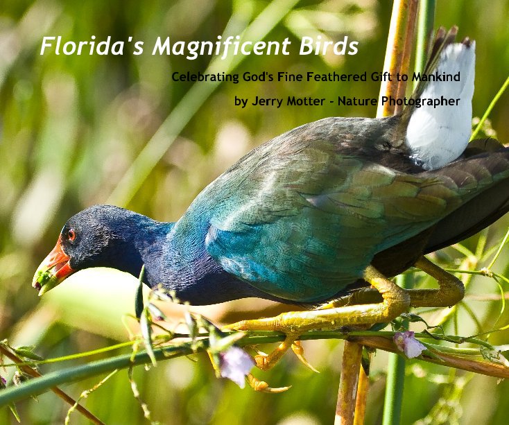 View Florida's Magnificent Birds by Jerry Motter - Nature Photographer