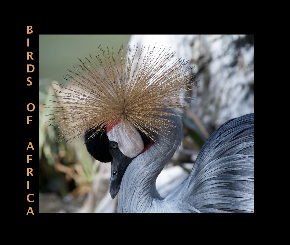 View Birds of Africa by Jill and John Innes