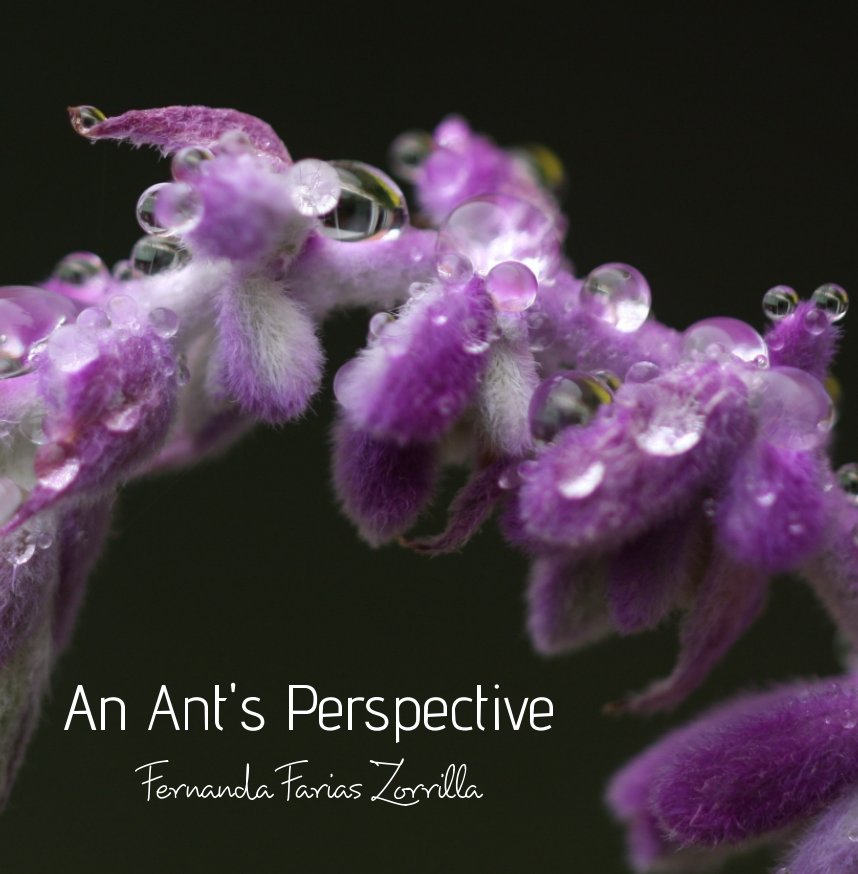 View An Ant's Perspective by Fernanda Farias Zorrilla