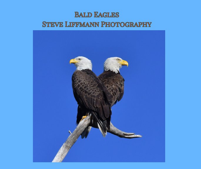 View Bald Eagles by Steven Liffmann