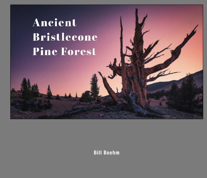 View Ancient Bristlecone Pine Forest by Bill Boehm