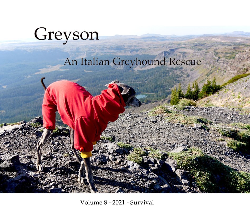 Ver Greyson An Italian Greyhound Rescue por william pelander