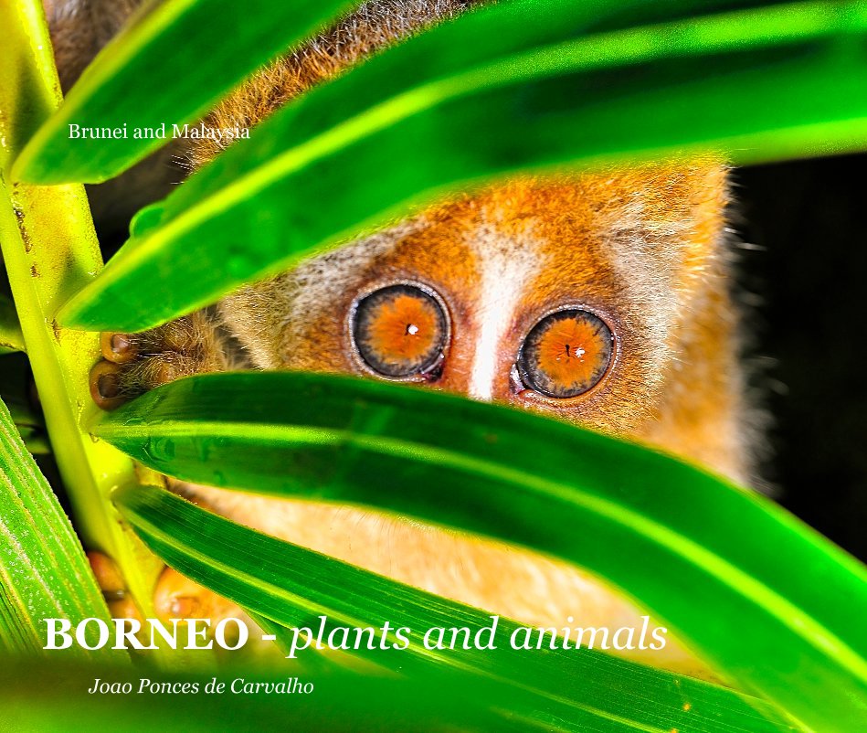 View BORNEO - plants and animals by Joao Ponces de Carvalho