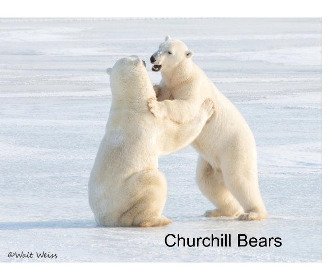 View Churchill Bears by Walter Weiss