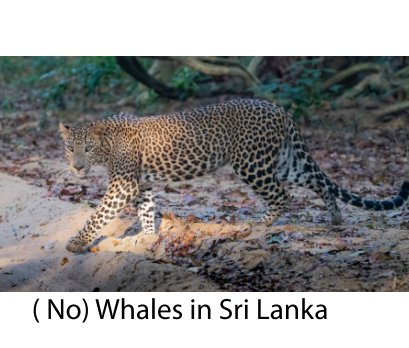 (No) Whales in Sri Lanka book cover