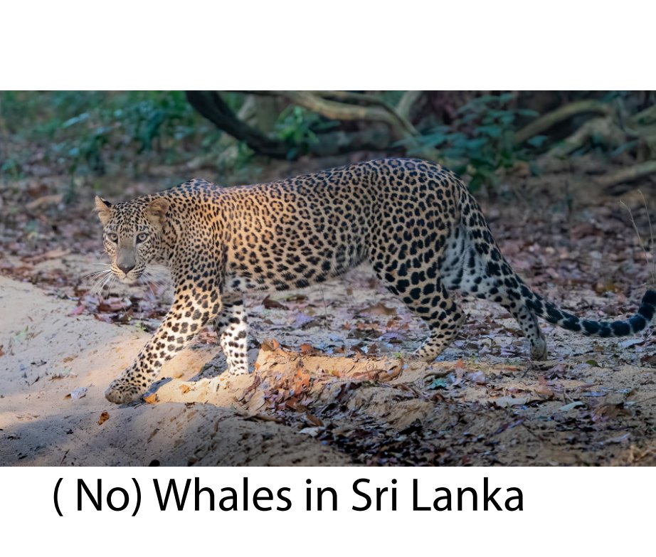 (No) Whales in Sri Lanka nach Jan Hannaford anzeigen