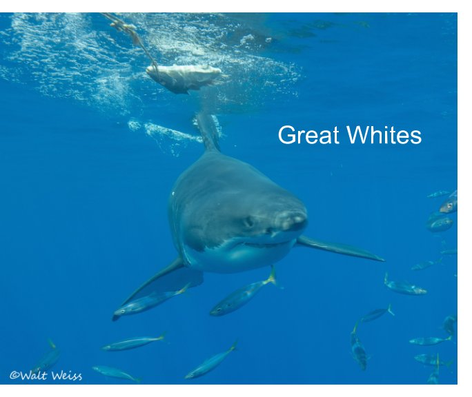 View Great Whites by Walter Weiss