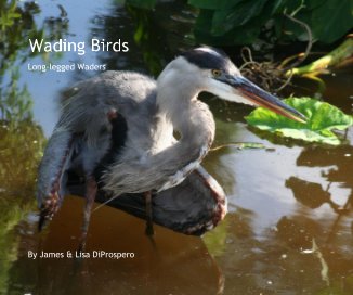 Wading Birds book cover
