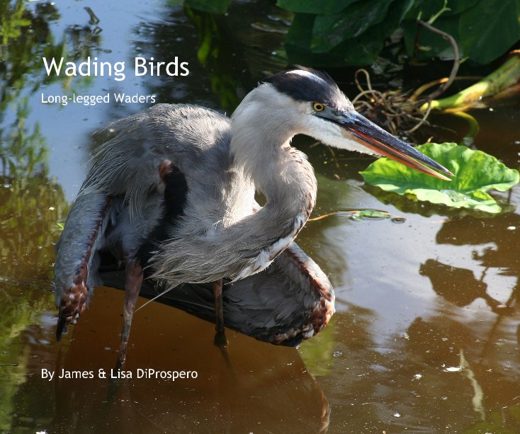 Visualizza Wading Birds di James & Lisa DiProspero