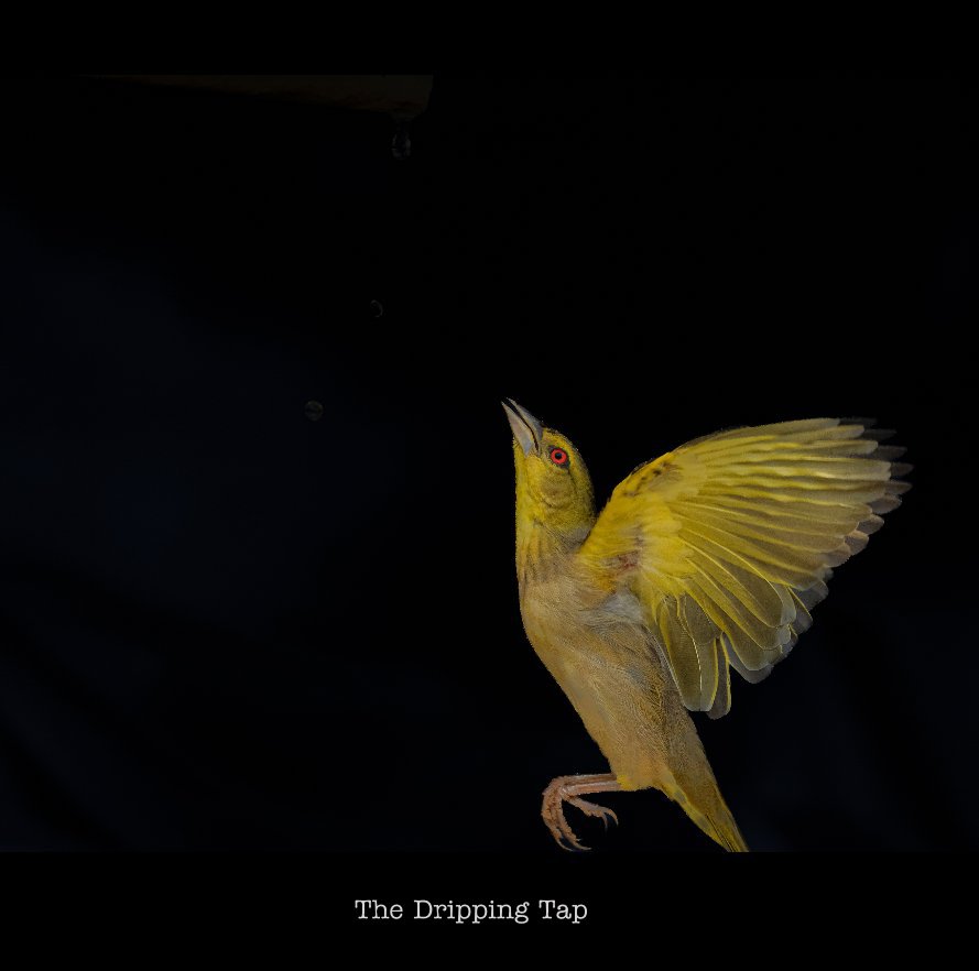 Visualizza The Dripping Tap di Trevor Pollard