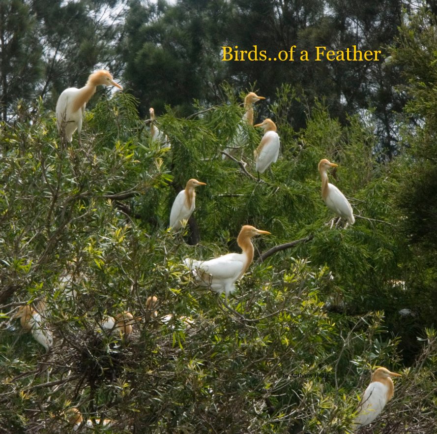Visualizza Birds of a Feather di Anthony Healy