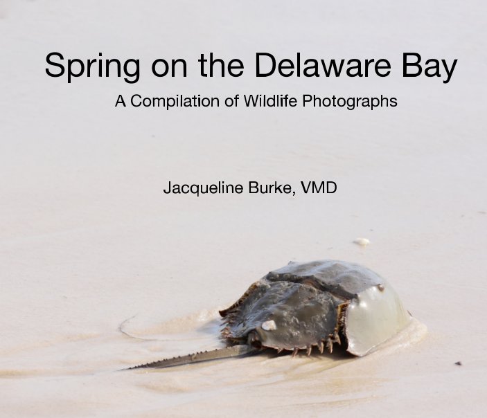 View Spring on the Delaware Bay by Jacqueline Burke VMD