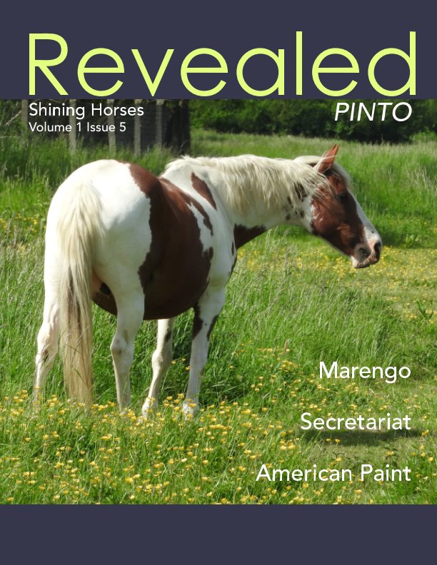 View Revealed: Shining Horses PINTO by Patricia Lee Harrigan