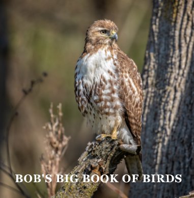 Bob's Big Book of Birds book cover