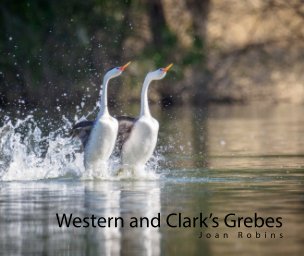 Western and Clark's Grebes book cover