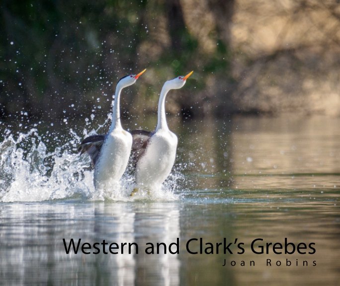 View Western and Clark's Grebes by Joan Robins