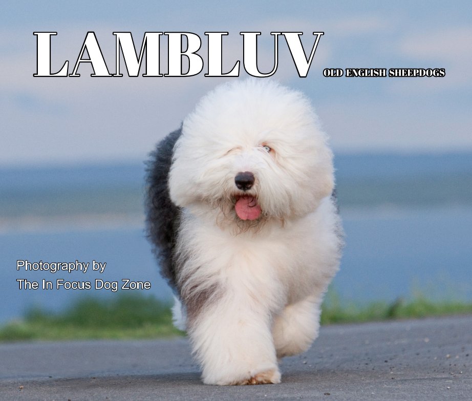 View Lambluv Old English Sheepdogs by The In Focus Dog Zone