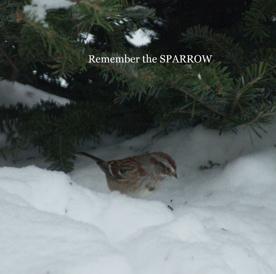 View Remember the SPARROW by pambinnendyk