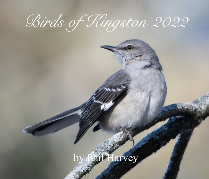 Ver Birds of Kingston 2022 por Phil Harvey