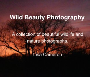 Wild Beauty Photography book cover