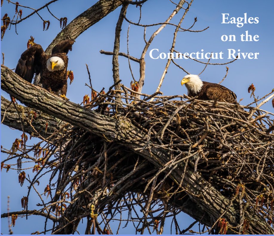 Eagles on the Connecticut River nach Joe Kruzel anzeigen